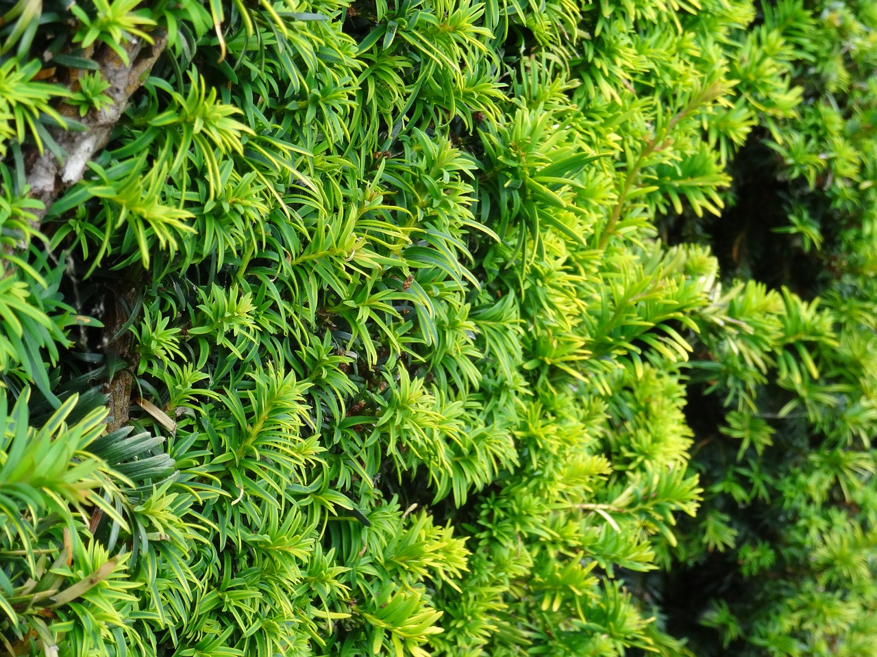 hedge bush leaf free photo