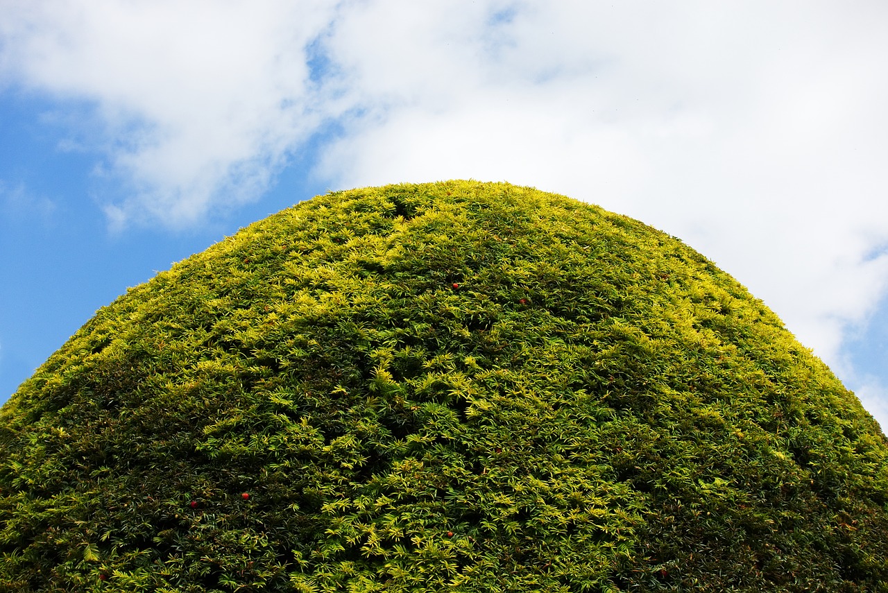 hedge round topiary free photo