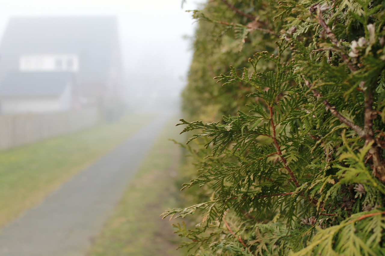 hedge home fog free photo