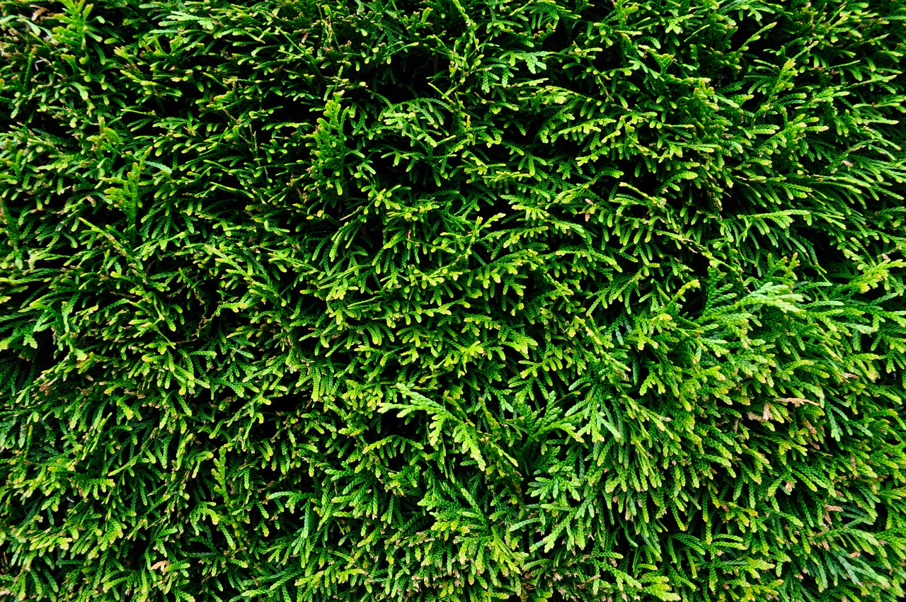 hedge bush green free photo