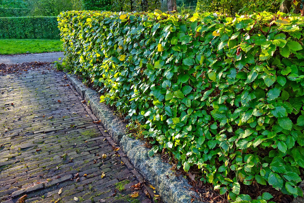 hedge clipped trimmed hedge free photo