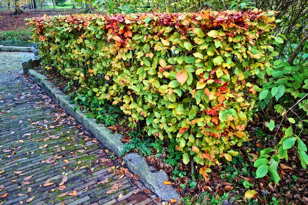 hedge trimmed trimmed hedge free photo