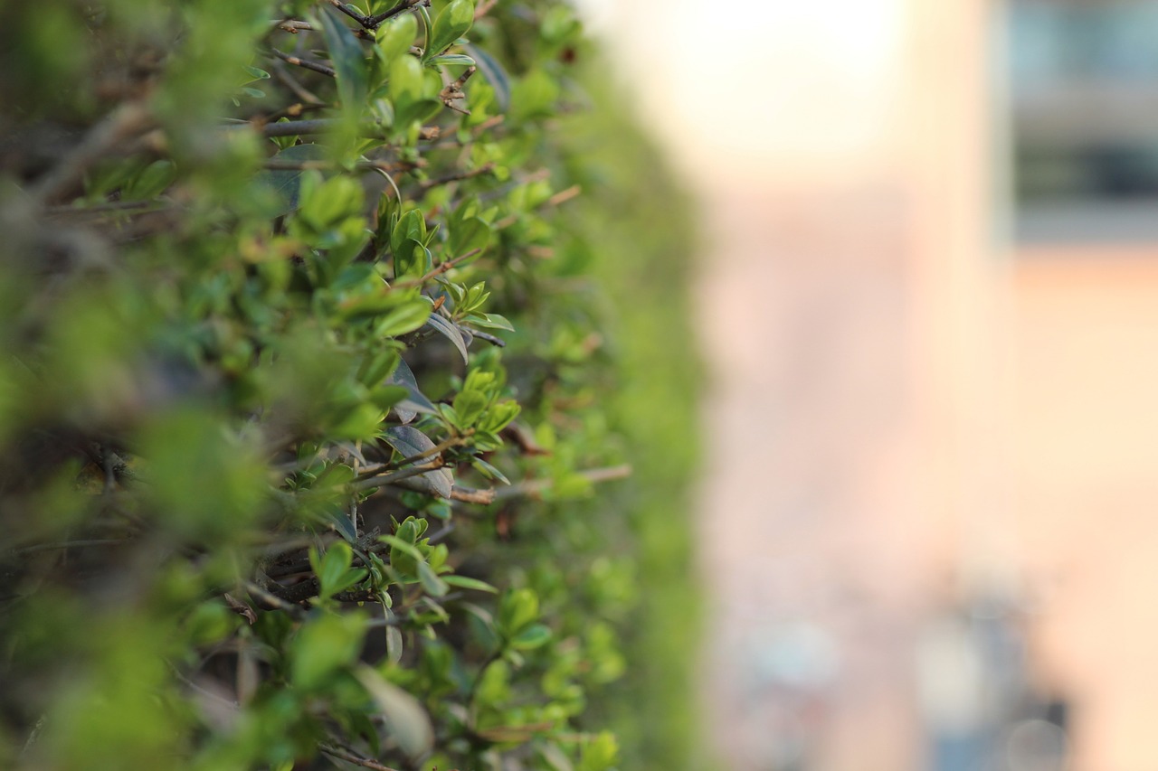 hedge green leaves free photo