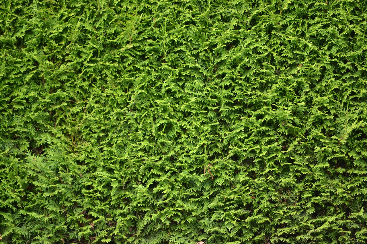 hedge  green  leaf free photo
