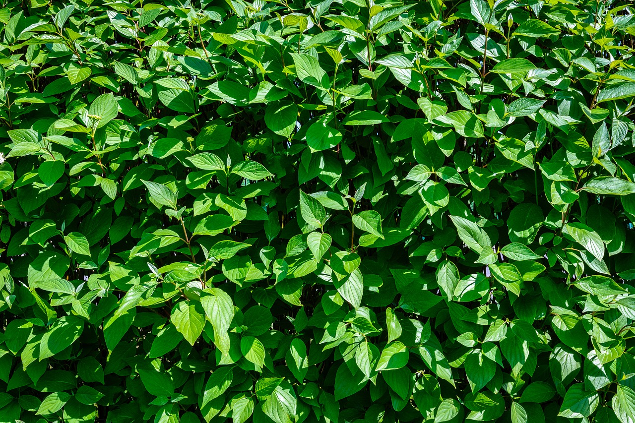 hedge  garden  leaf free photo