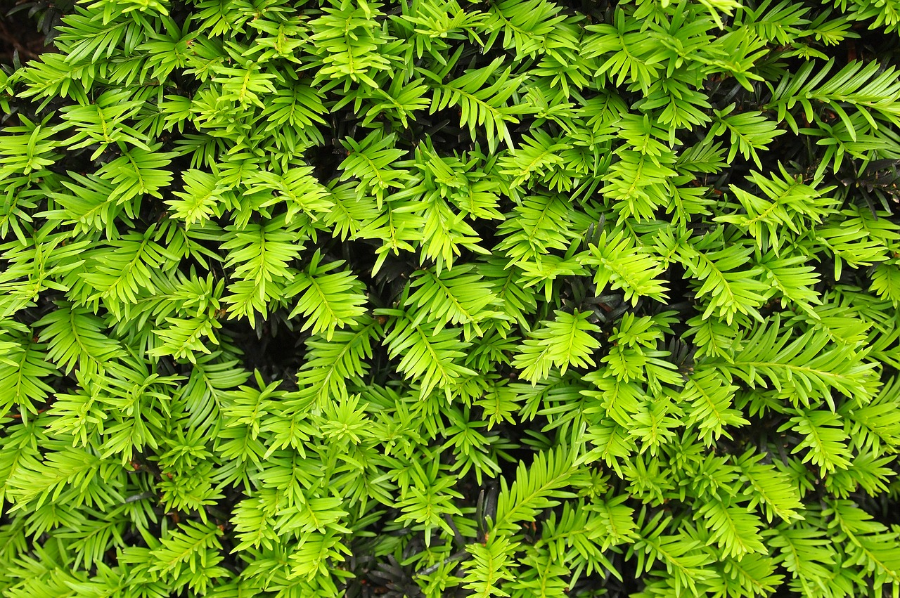 hedge  texture  yew free photo