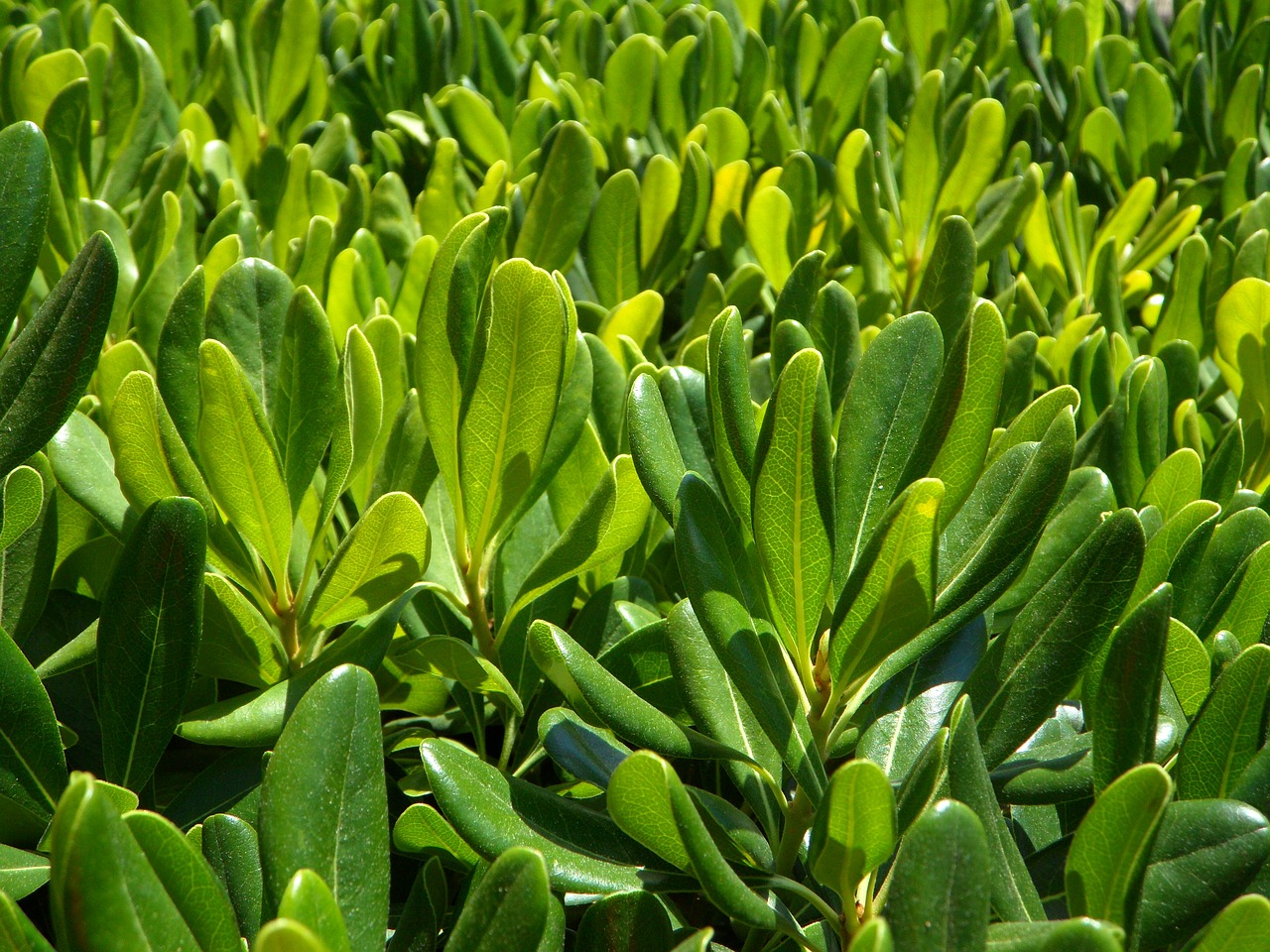 hedge green mediterranean free photo