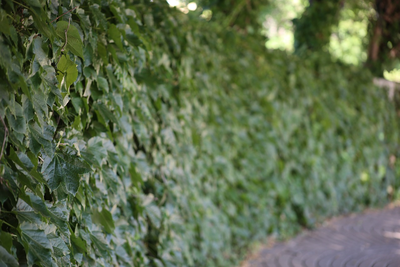 hedge green trees free photo