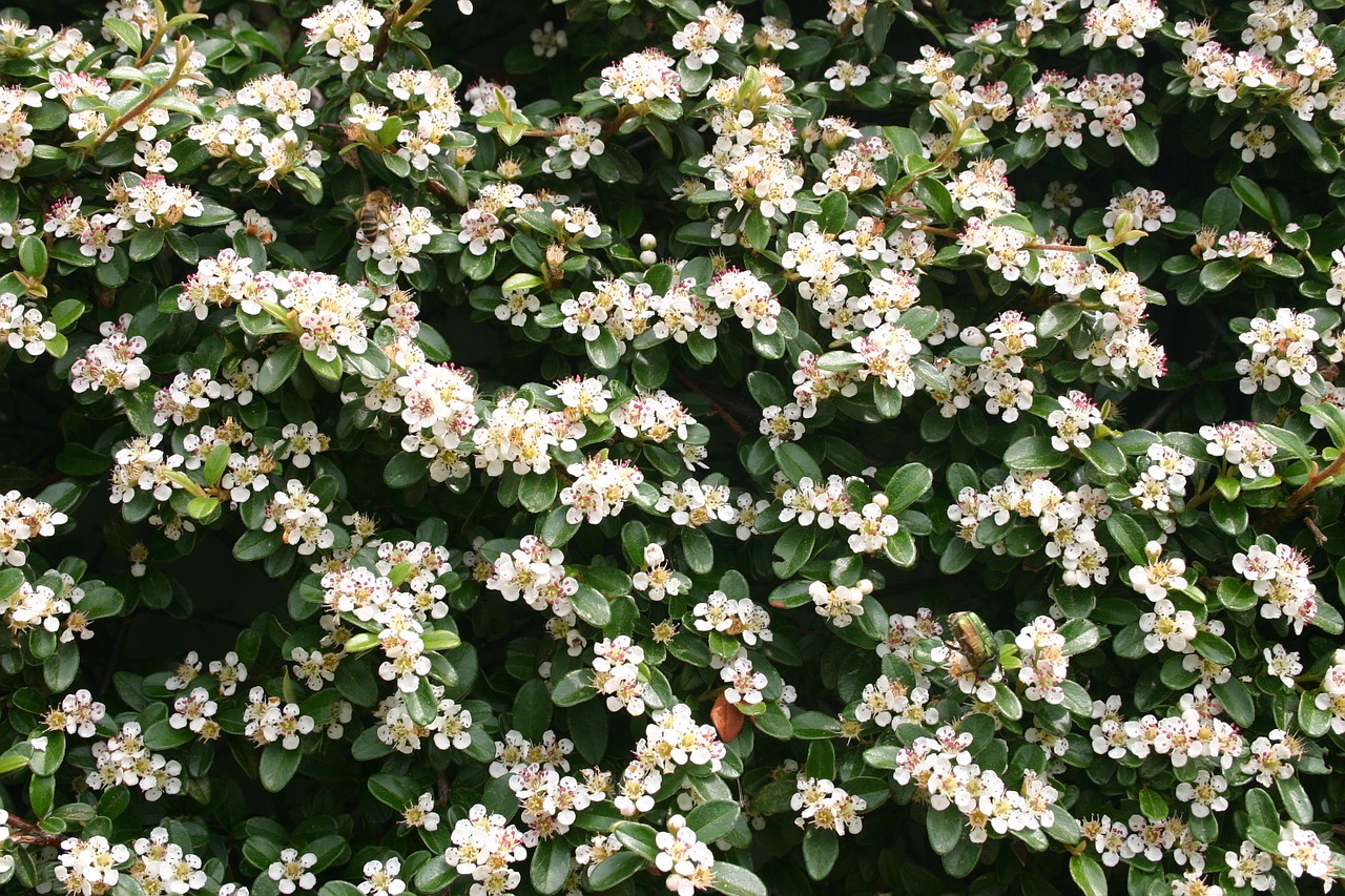 hedge blossom white free photo