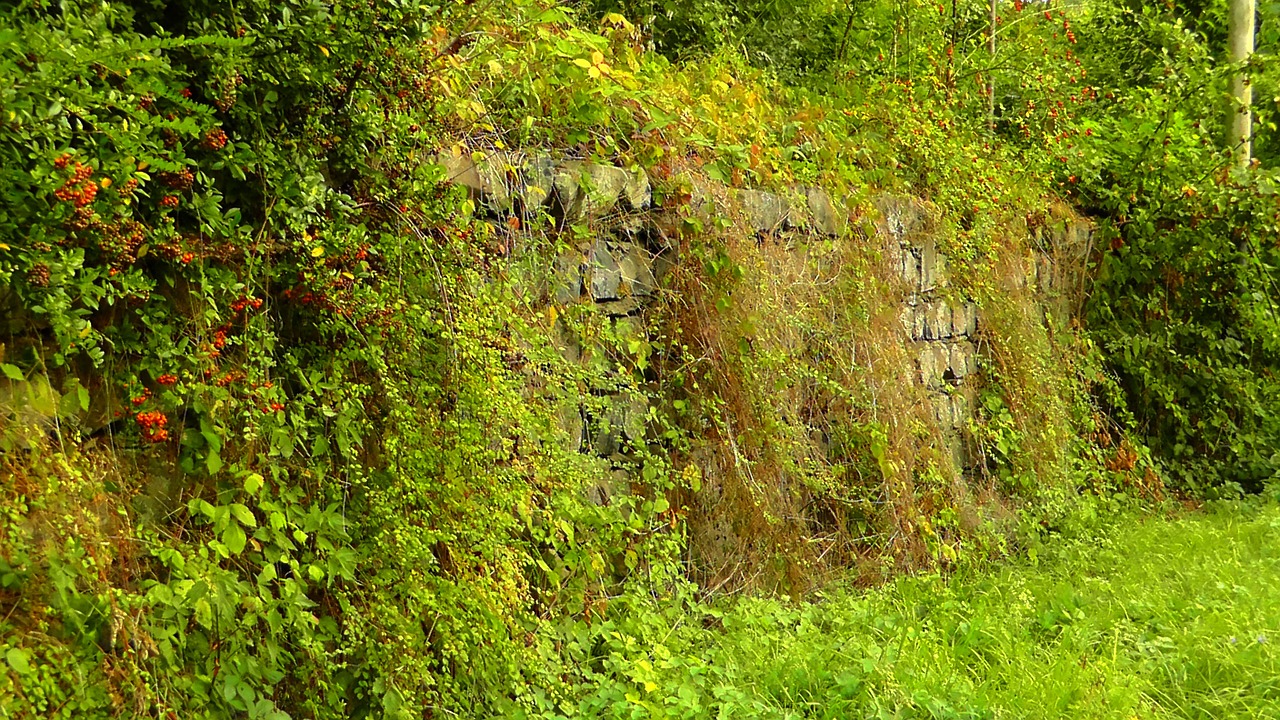 hedge wild hedge wall free photo