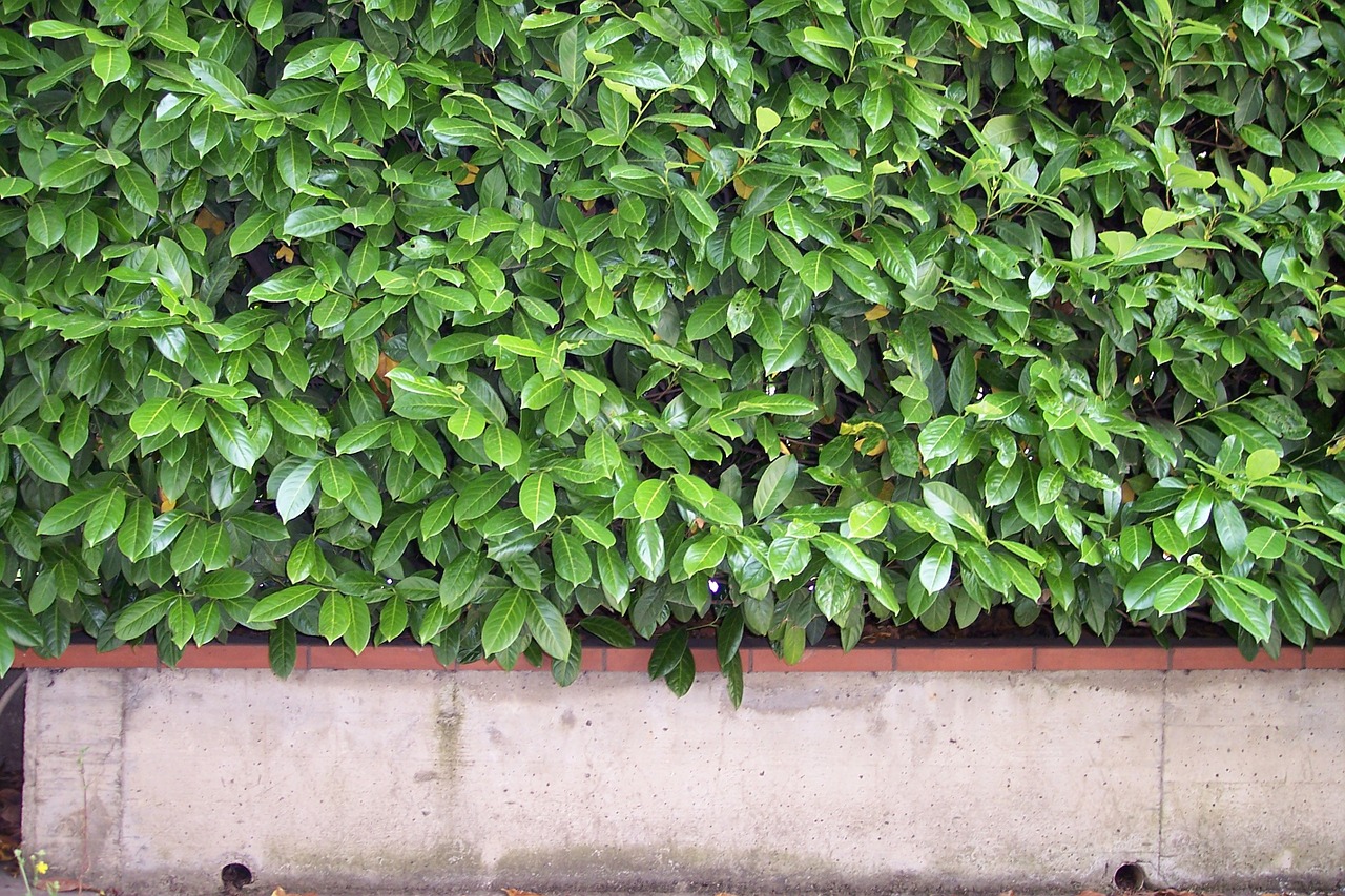 hedge leaf thuja occidentalis free photo