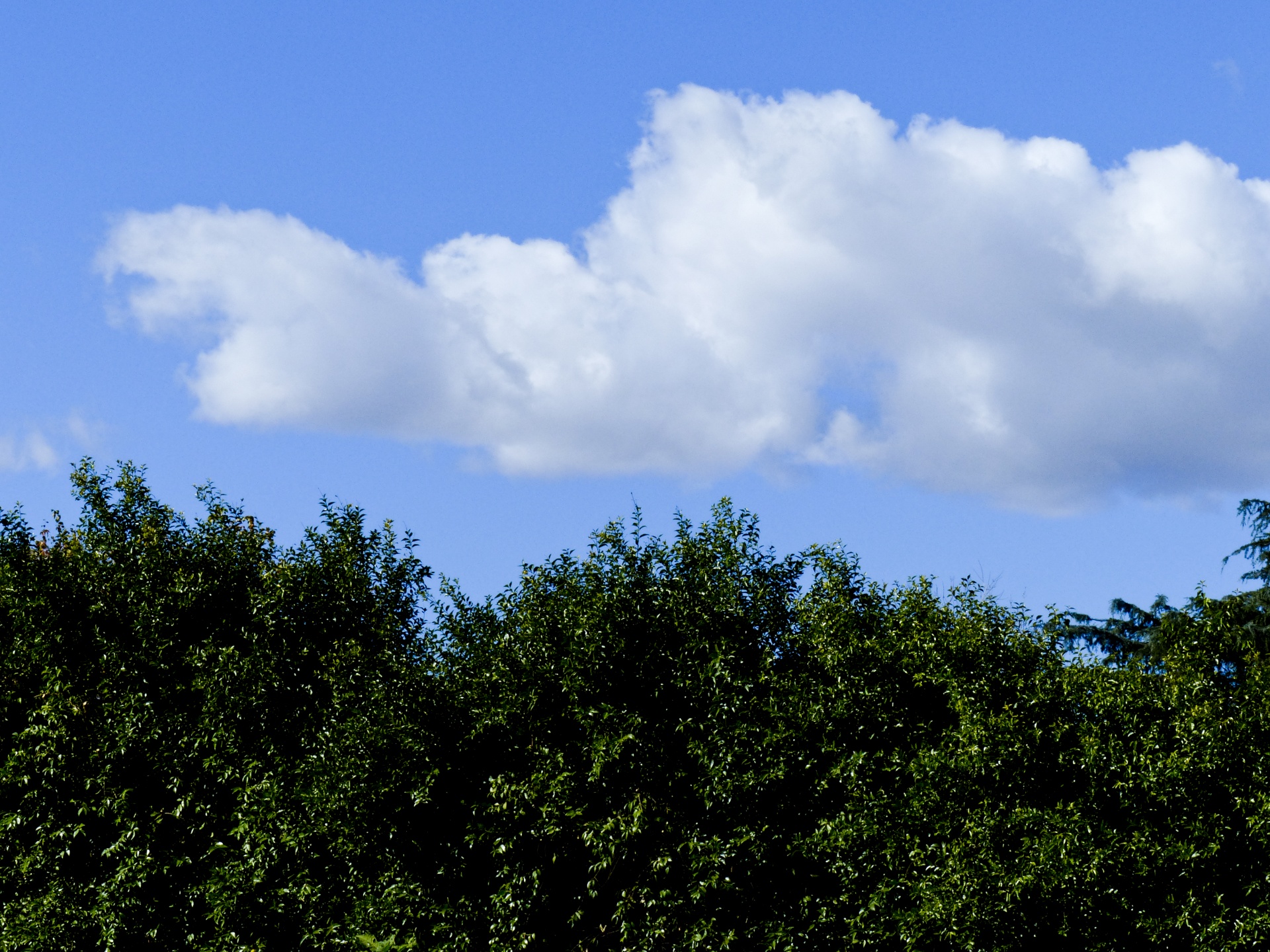 hedge border blue free photo