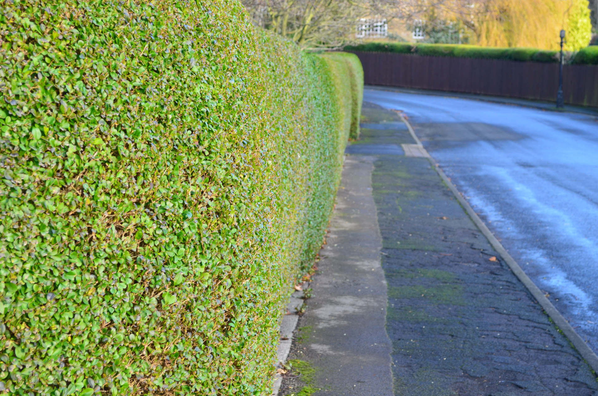hedge streets fences free photo