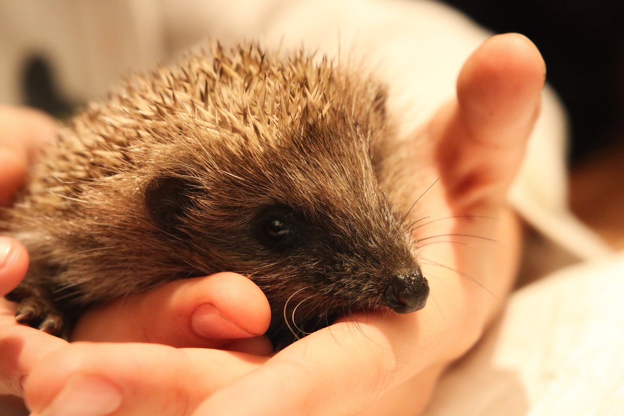 hedgehog mammals breeding free photo