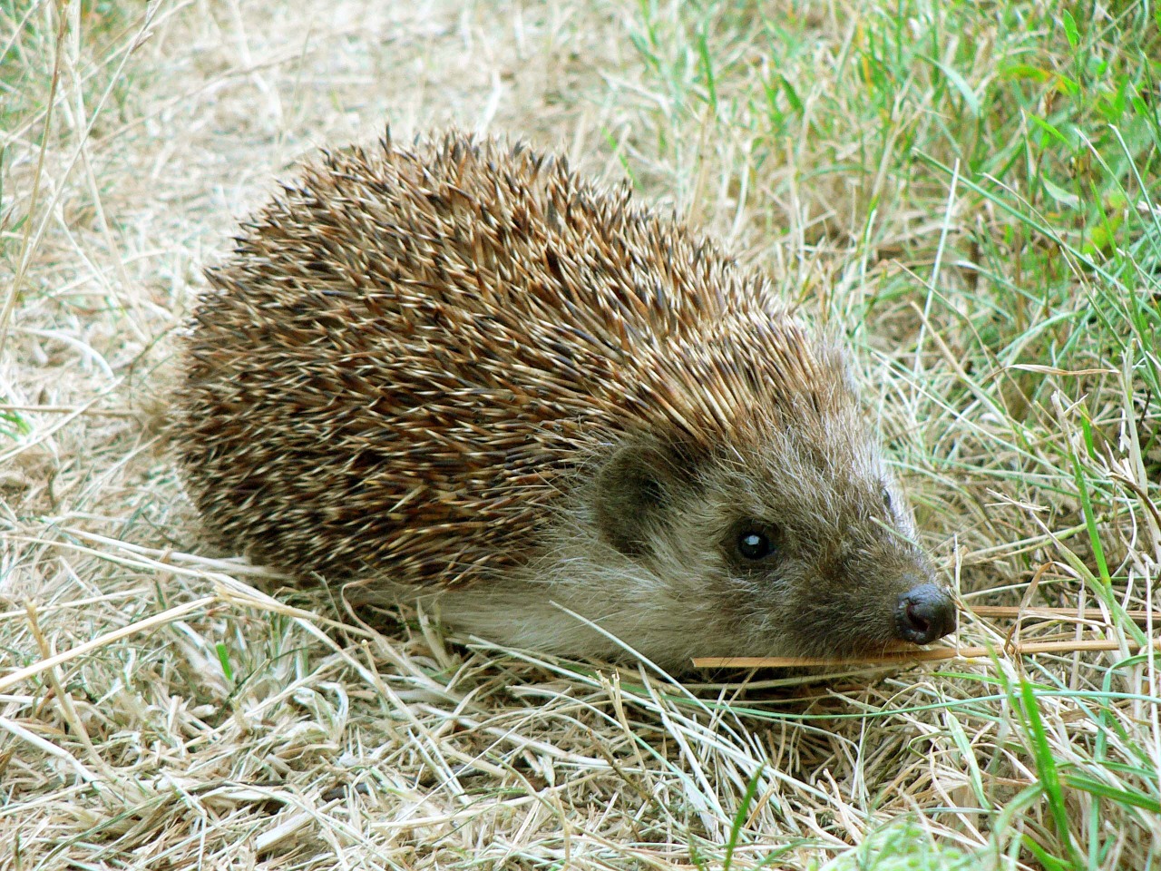 hedgehog grass close free photo