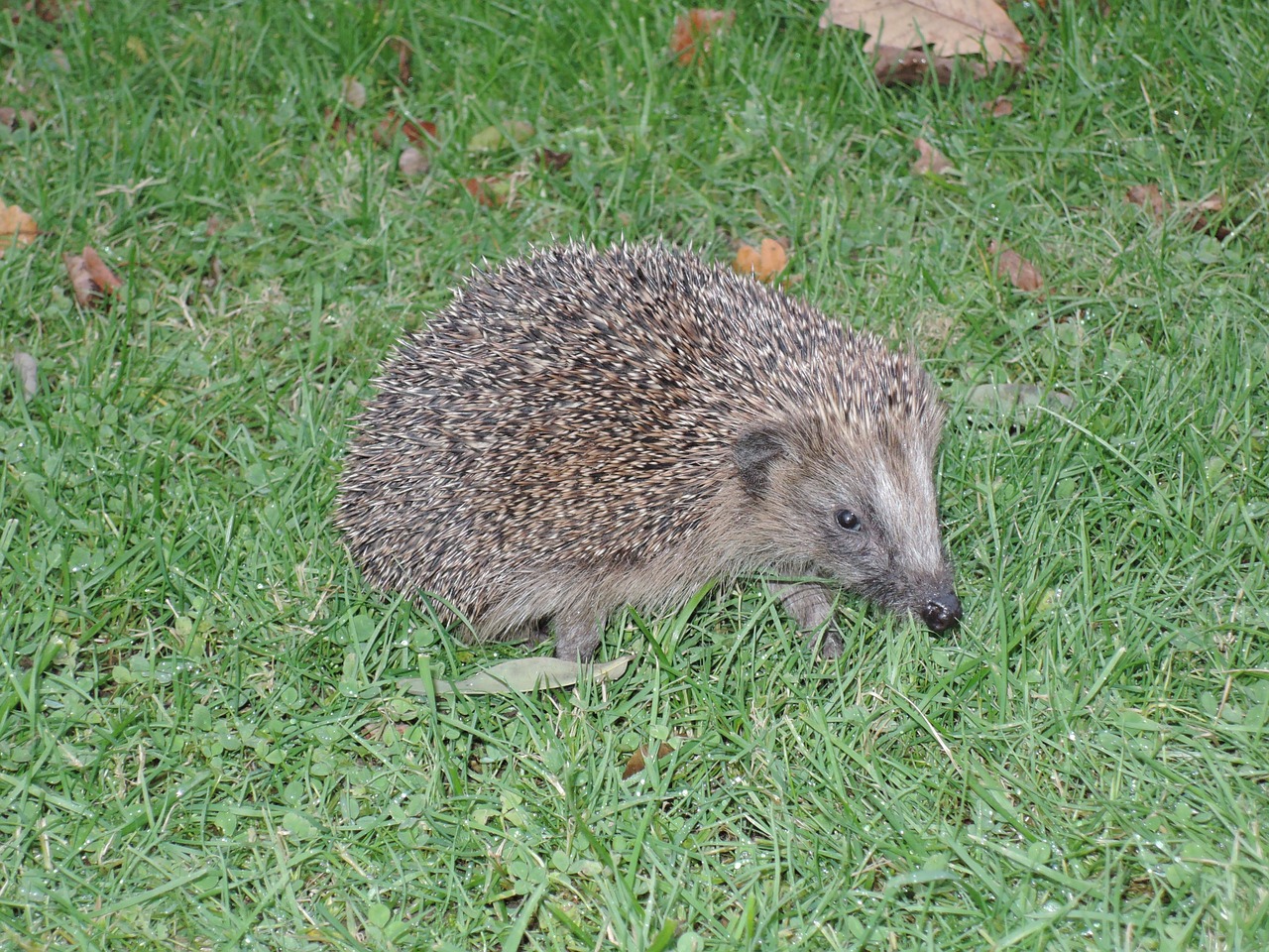 hedgehog grass prickly free photo