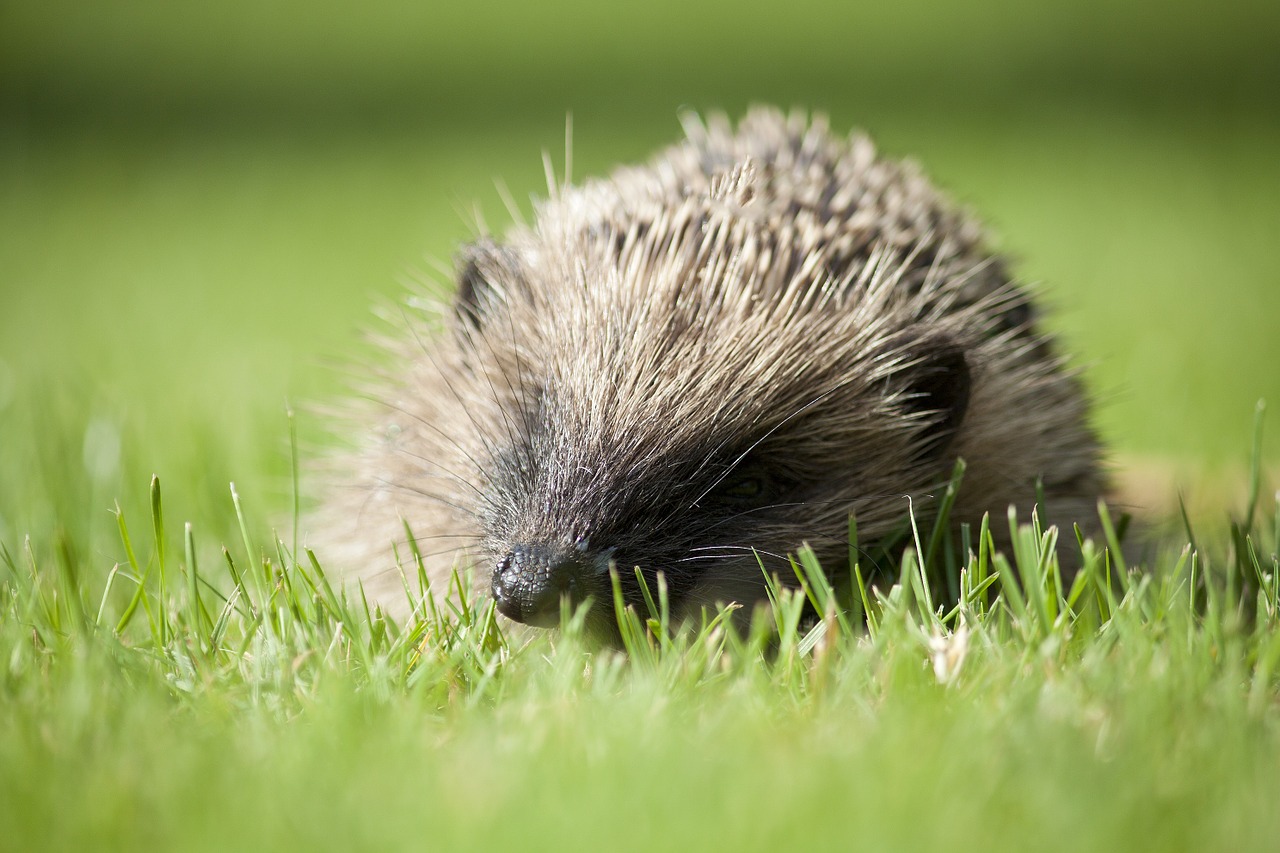 hedgehog english garden animal animal free photo