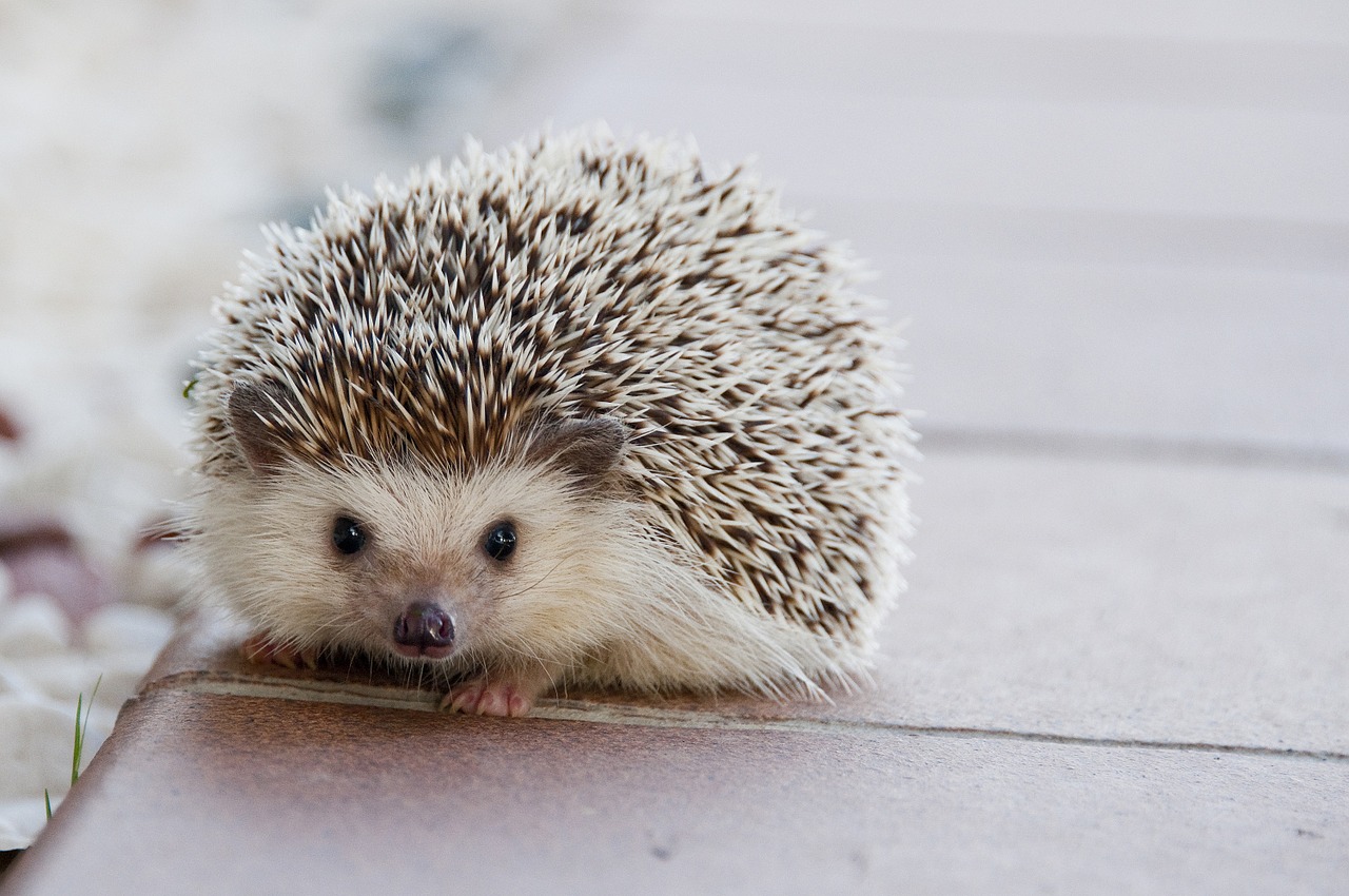 hedgehog baby cute free photo