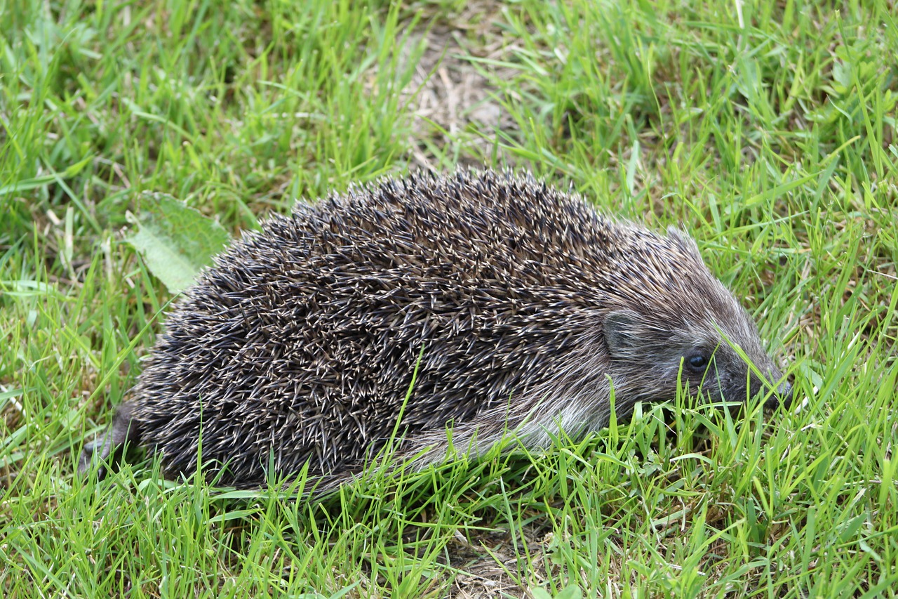 hedgehog spur nature free photo