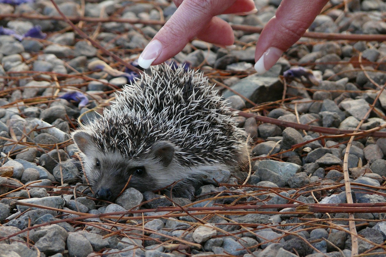 hedgehog small baby free photo