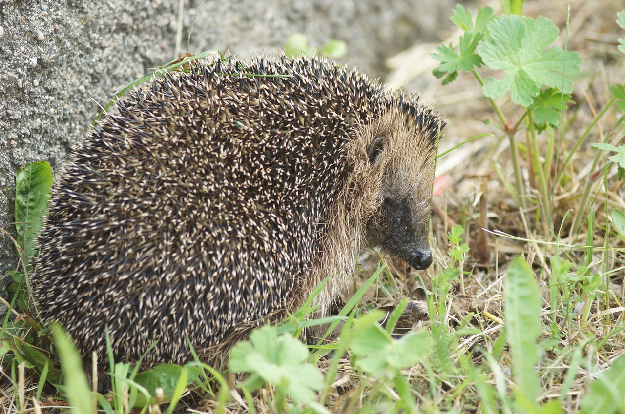 hedgehog grass animals free photo