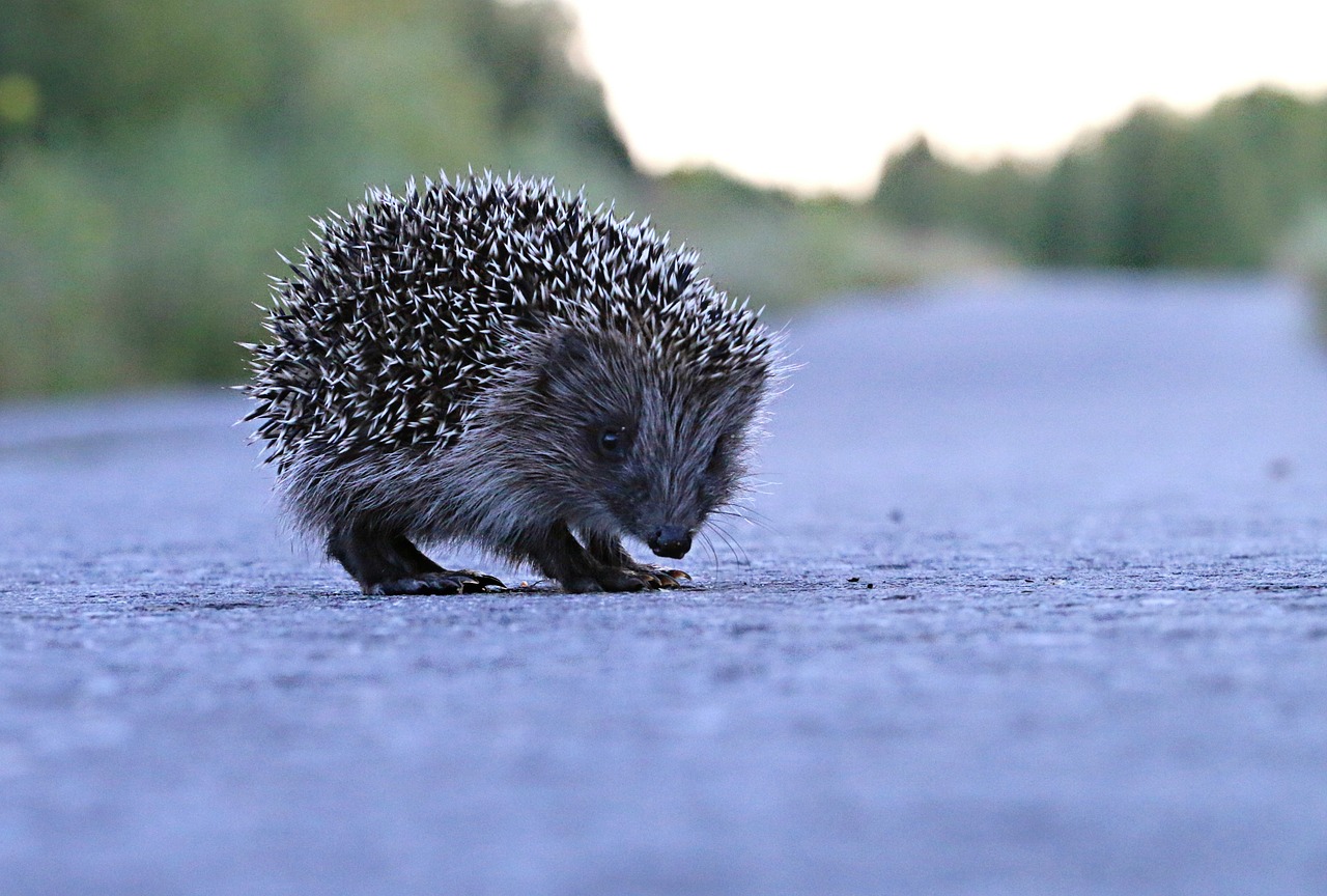 hedgehog barb road free photo