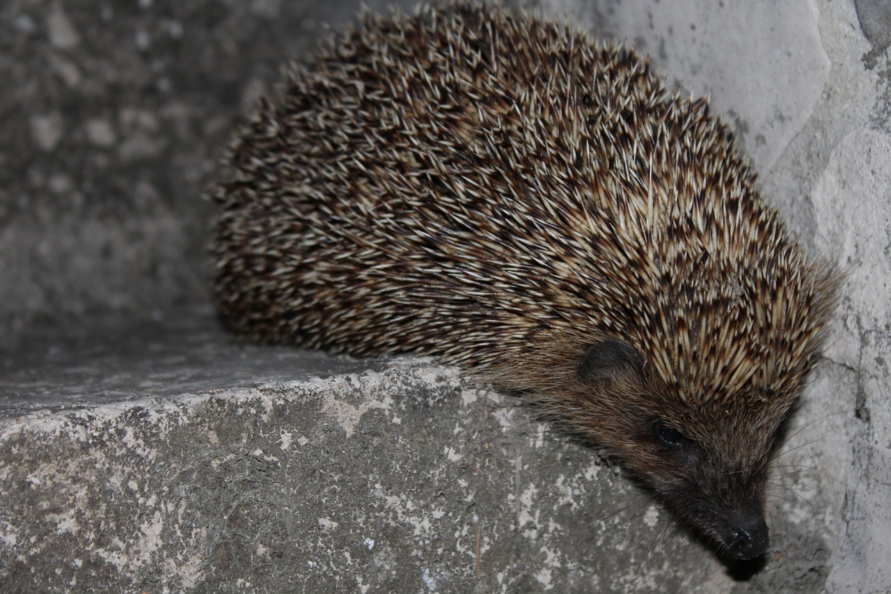 hedgehog animal spines free photo