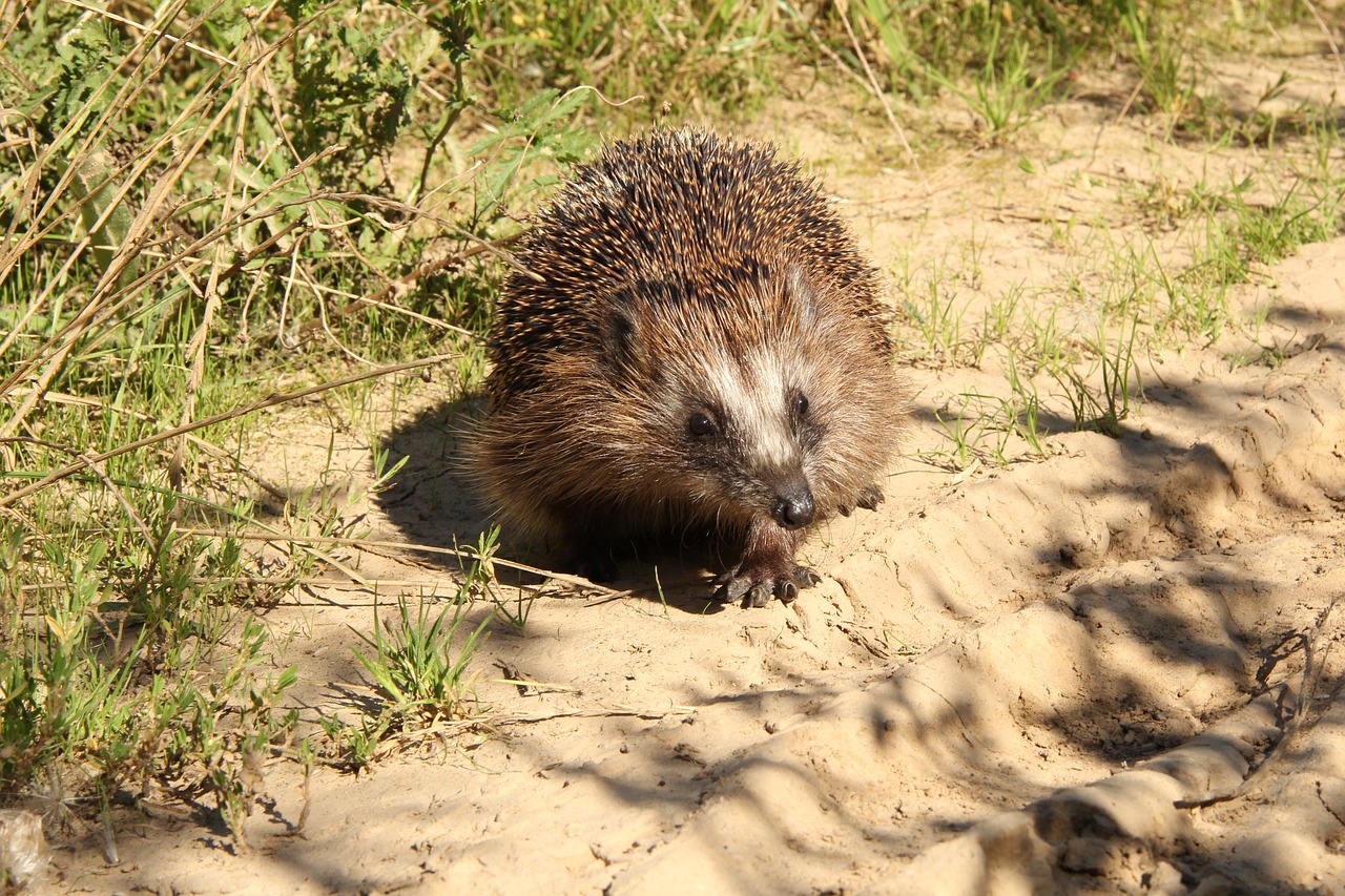 hedgehog animal wild free photo