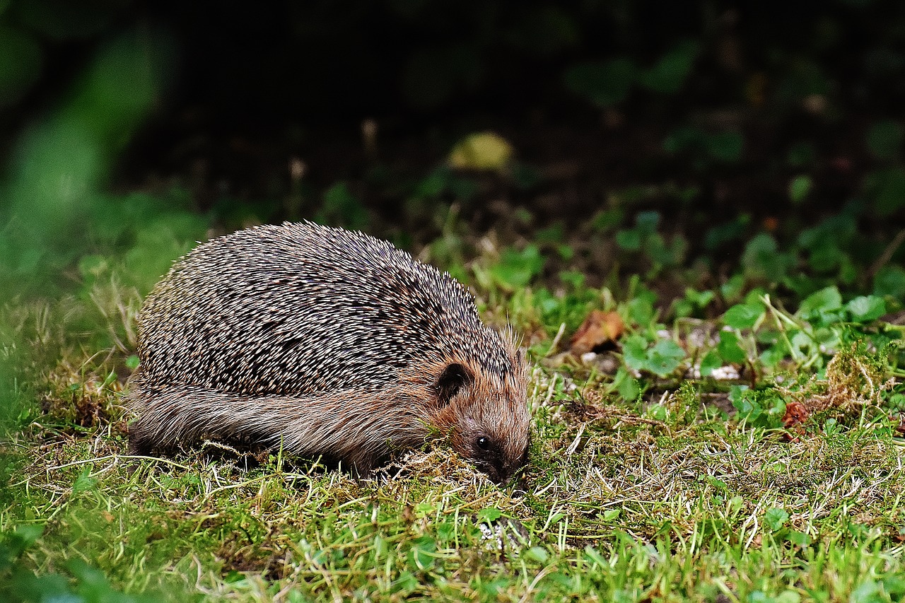 hedgehog hard working build free photo