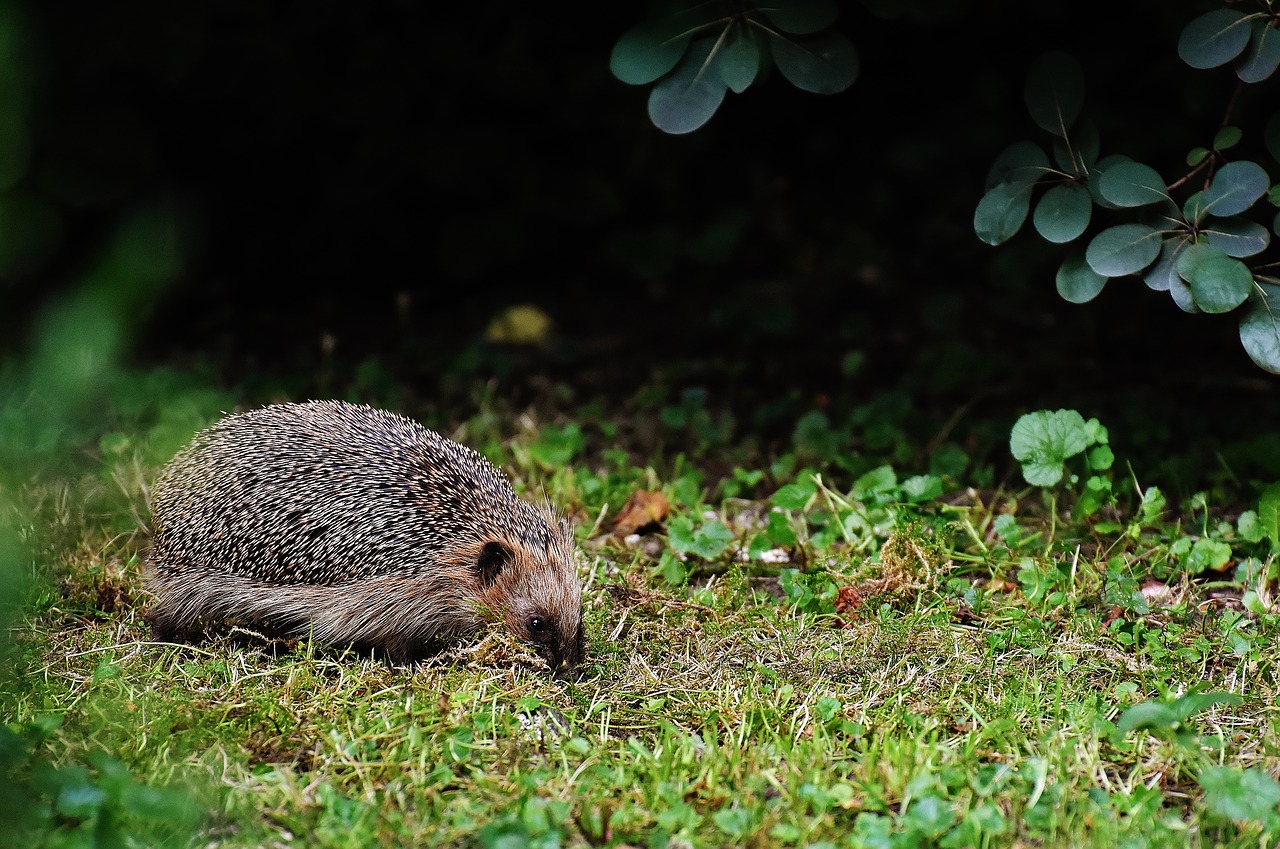 hedgehog hard working build free photo