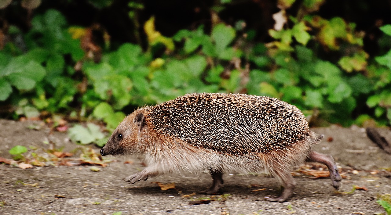 hedgehog run race free photo