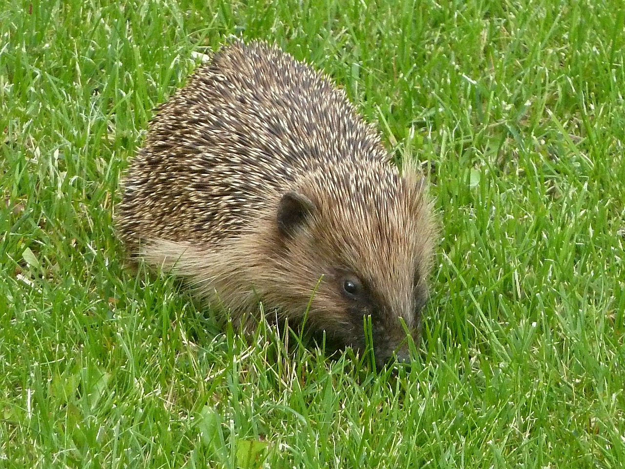 hedgehog nature rush free photo