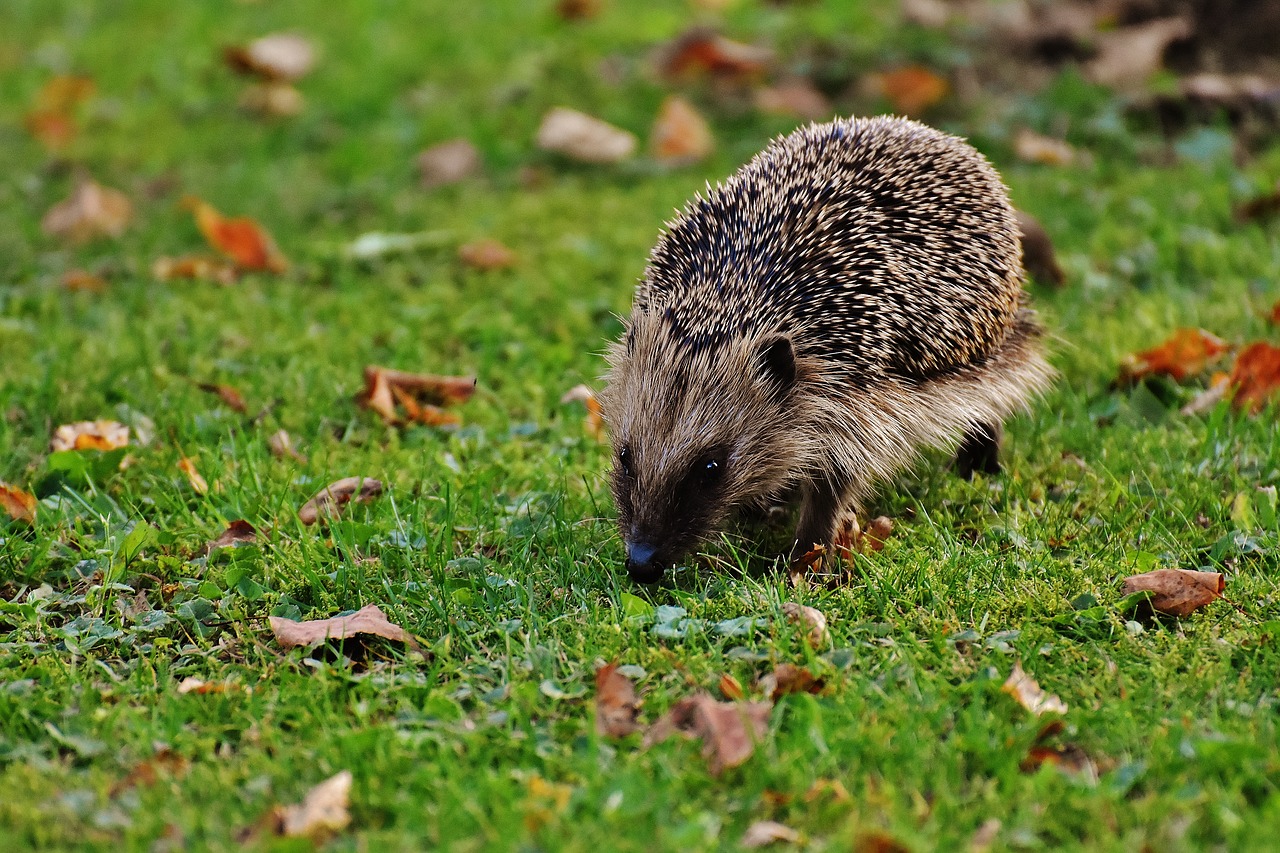 hedgehog animal spur free photo