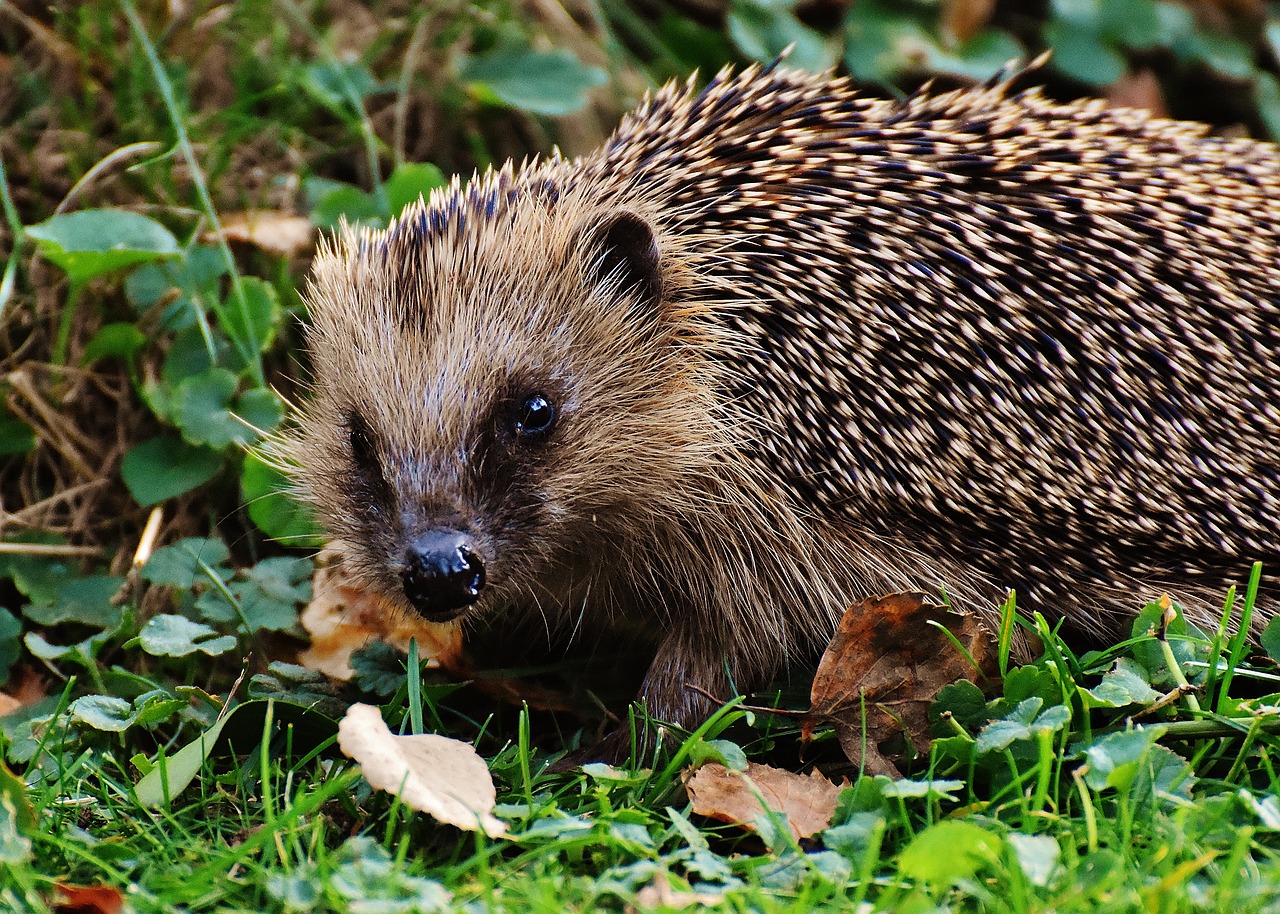 hedgehog animal spur free photo