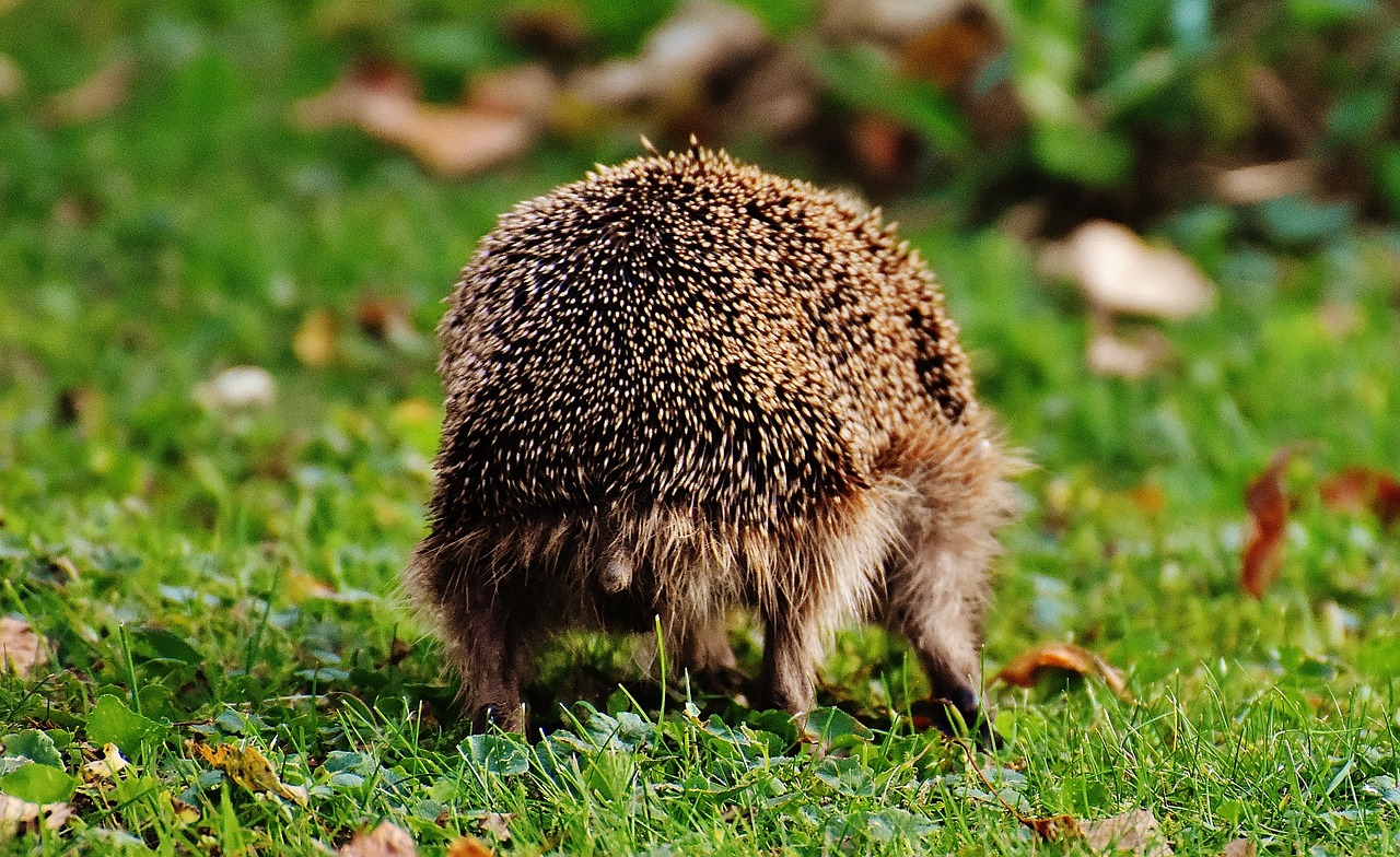 hedgehog animal spur free photo