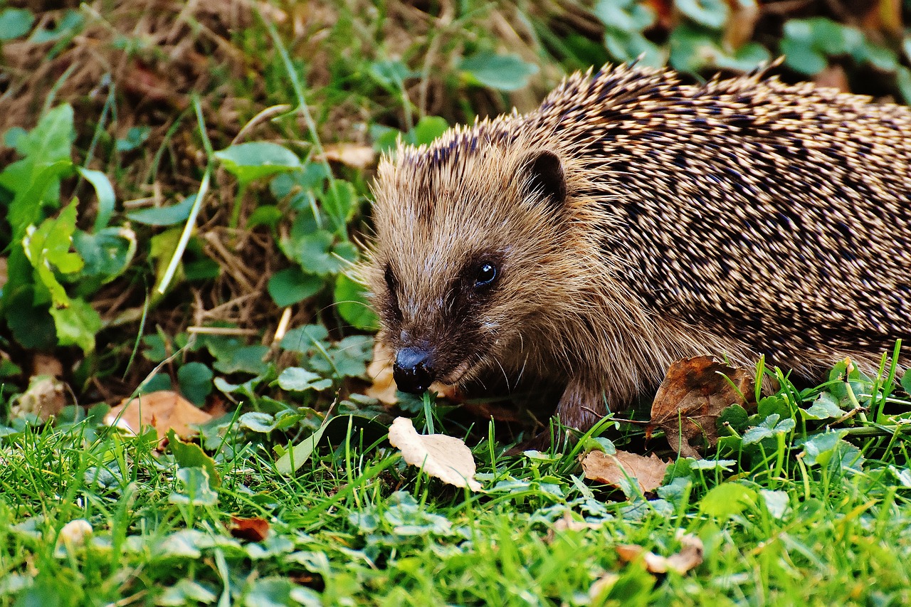 hedgehog animal spur free photo