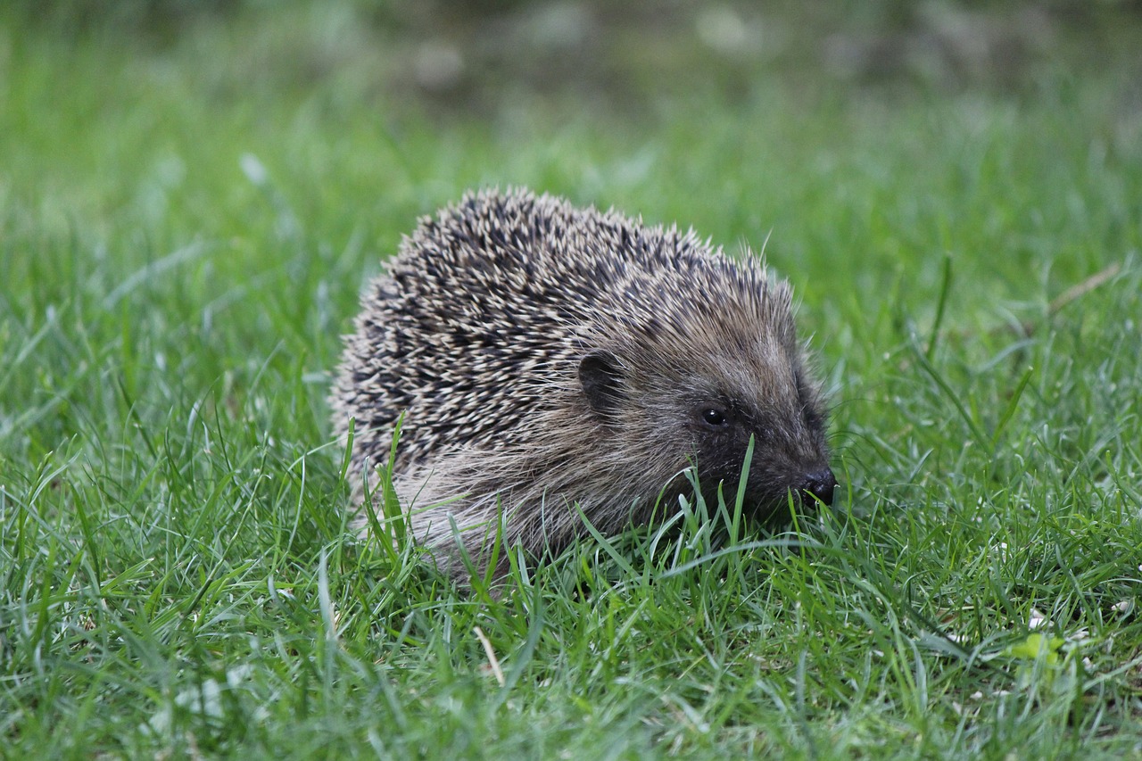 hedgehog spur garden free photo