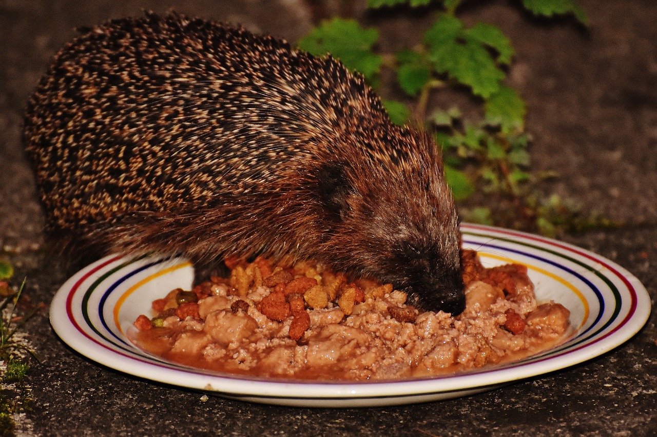 hedgehog animal spur free photo