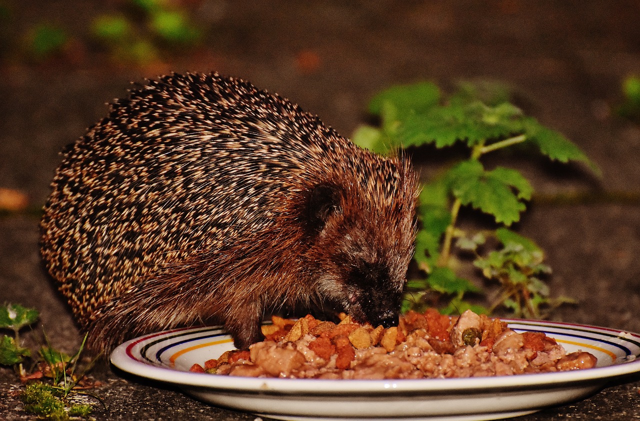 hedgehog animal spur free photo