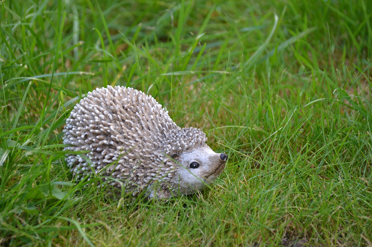 hedgehog autumn nature free photo