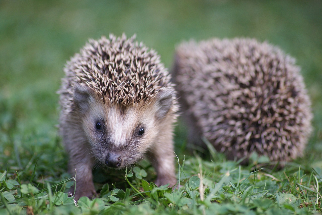 hedgehog garden nature free photo