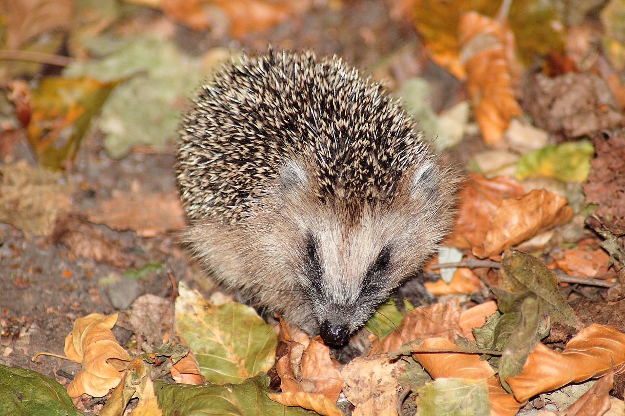 hedgehog mammal spur free photo