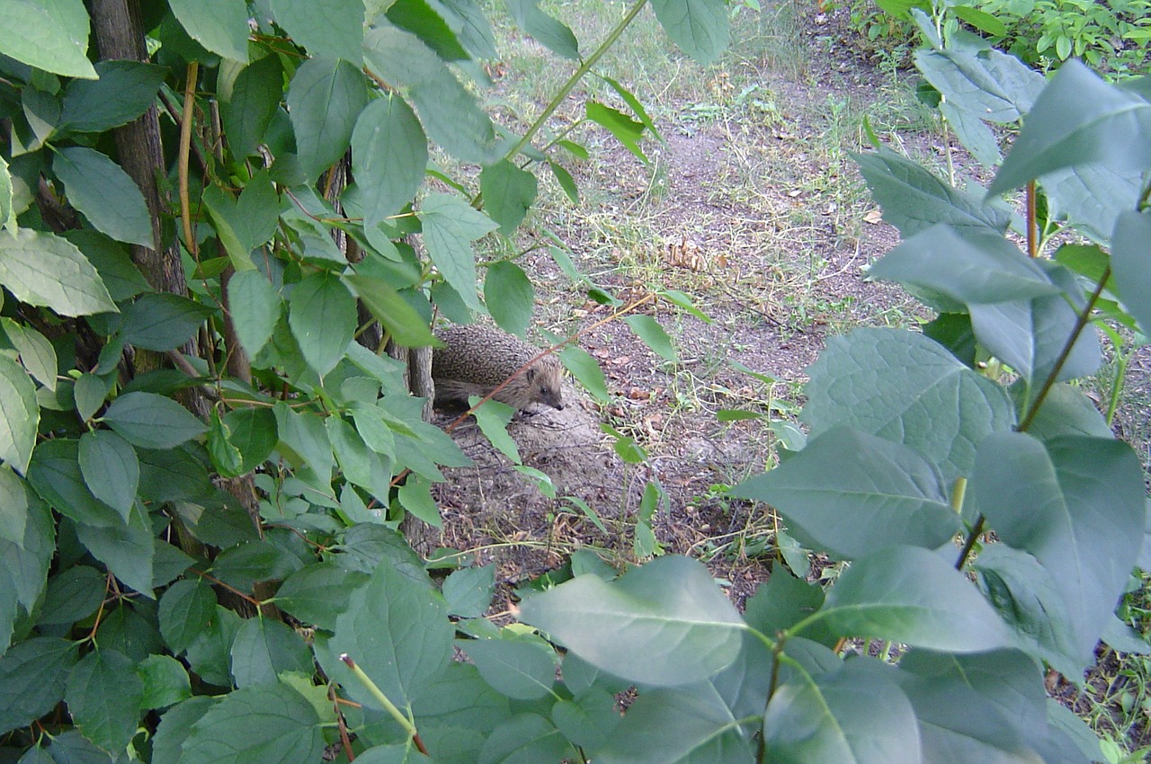 hedgehog animal forest free photo