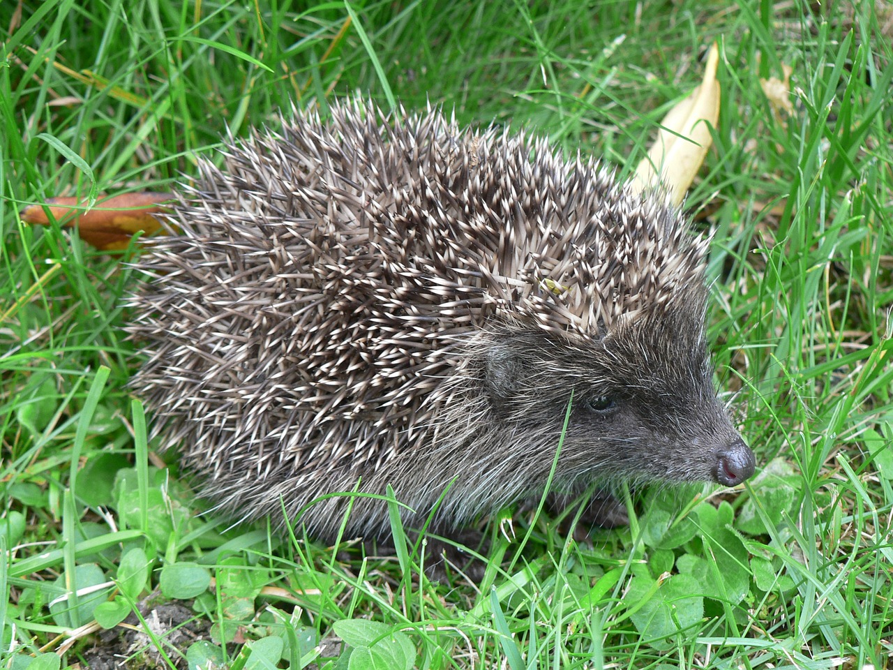 hedgehog animanl animal free photo