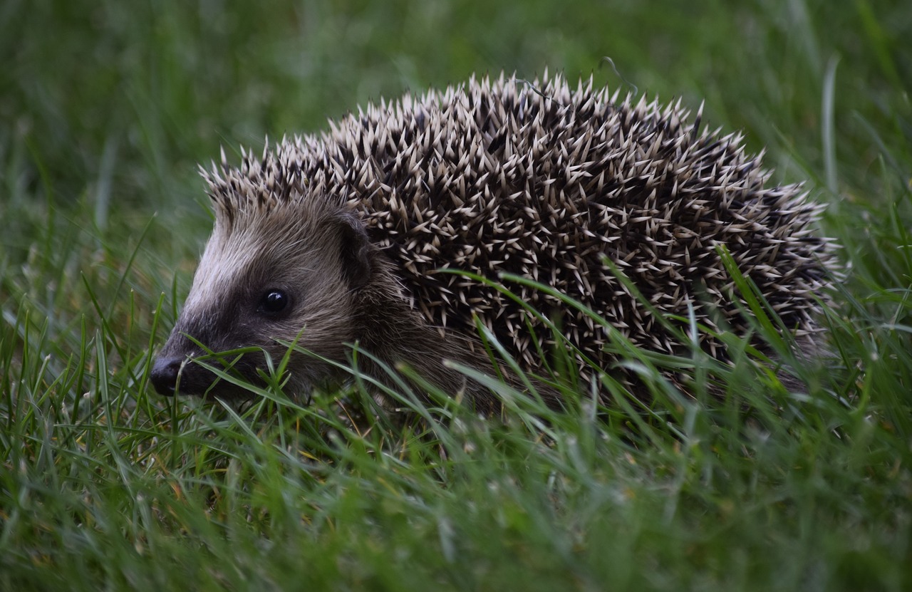 hedgehog animal child hedgehog in the grass free photo