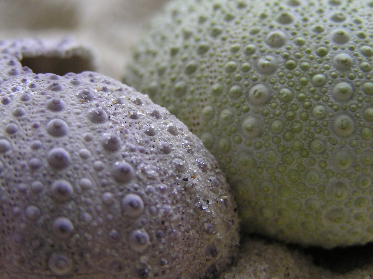 hedgehog sea macro free photo