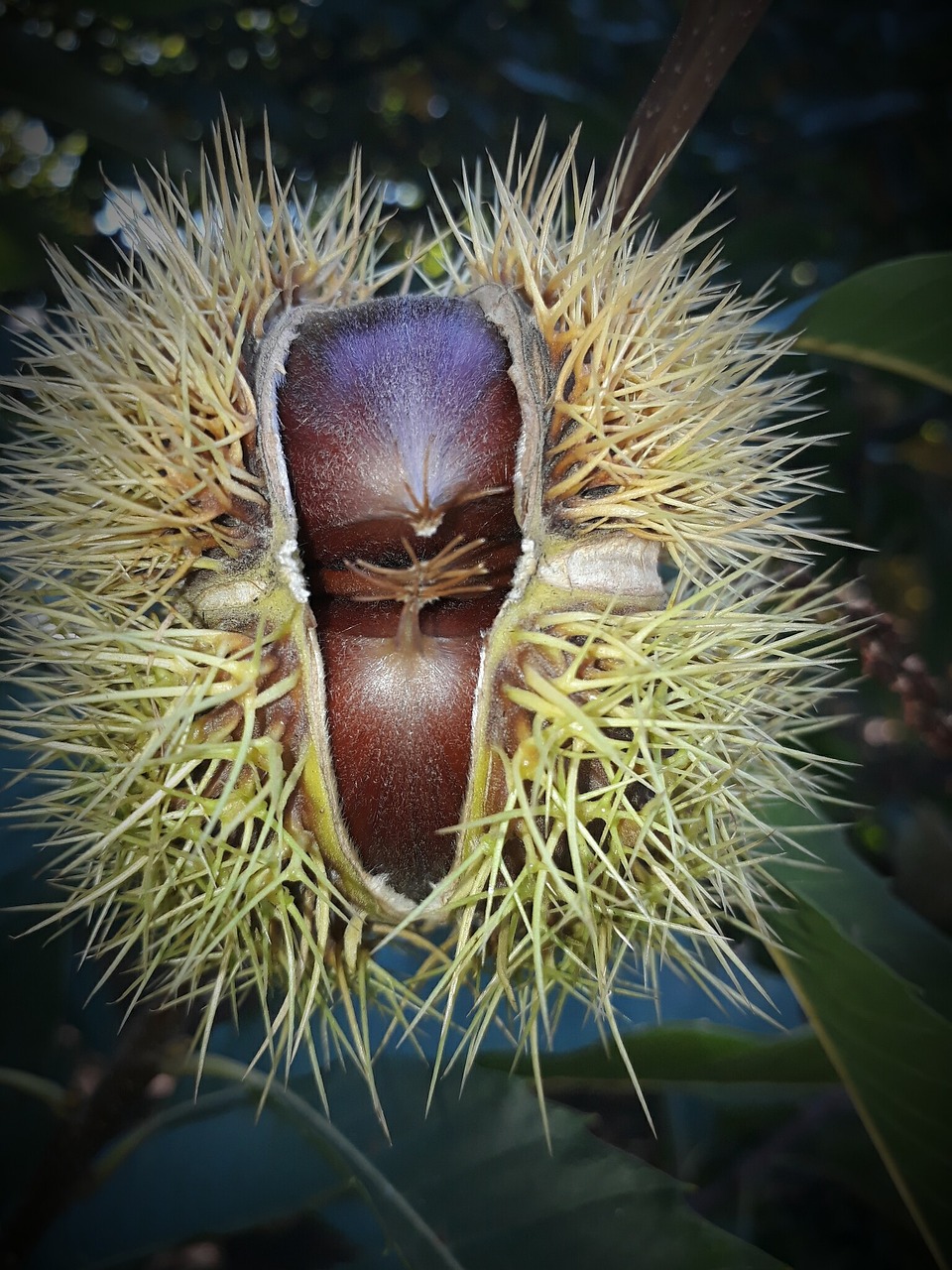 hedgehog chestnut nature free photo