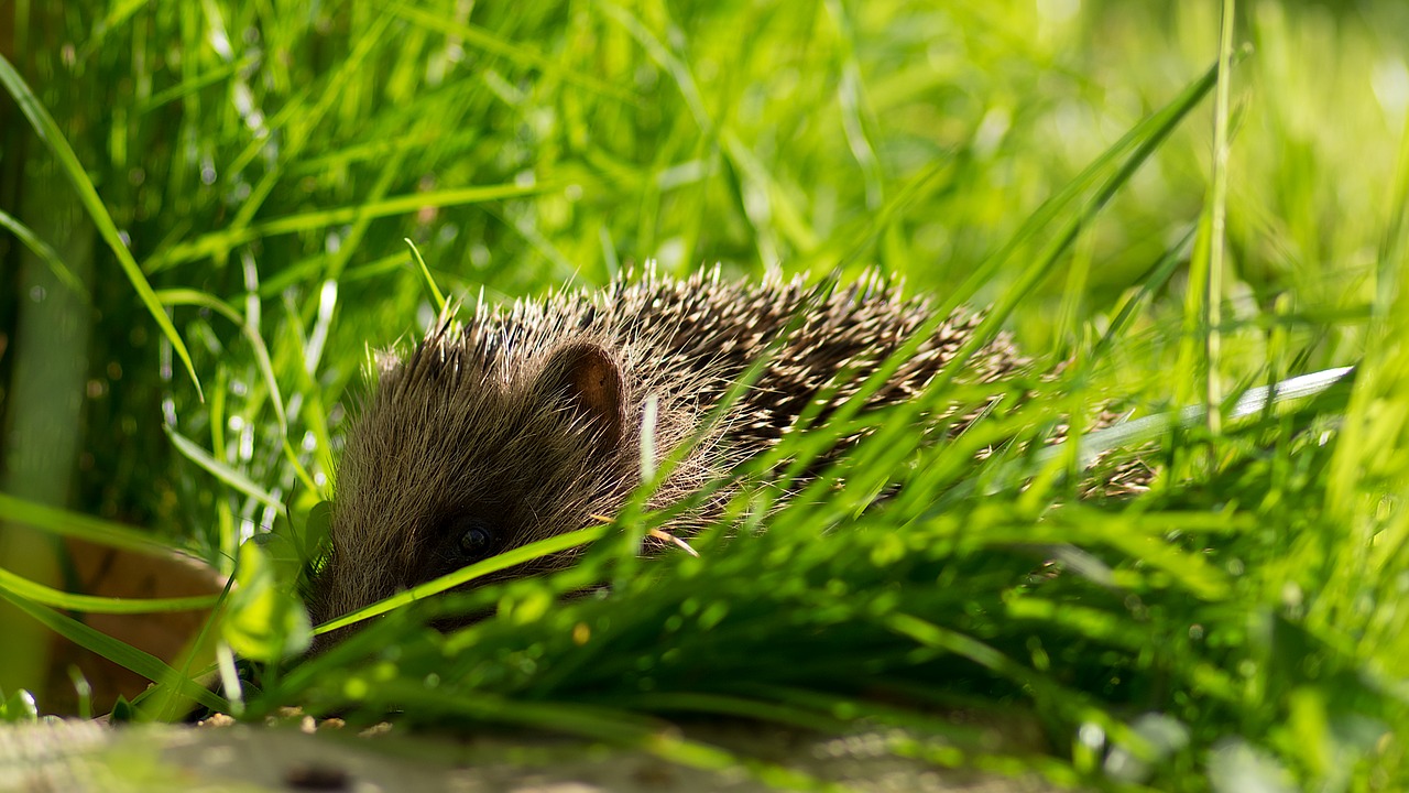 hedgehog garden nature free photo