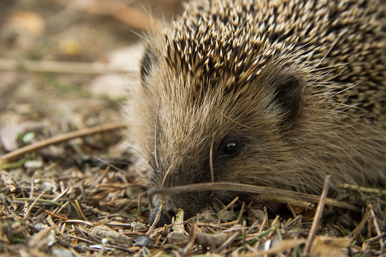 hedgehog animal forest free photo