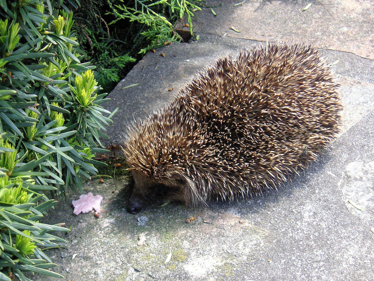 hedgehog animals prickly free photo